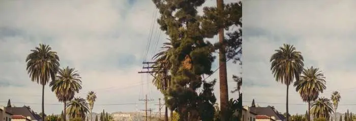 Palm Trees Against the Sky