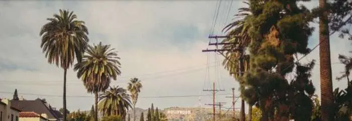 Hollywood Palms